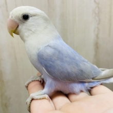 イチオシ‼️触れ合えるコザクラさん💗　コザクラインコ　ブルーバイオレットシナモンオパーリン