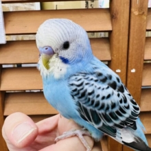 慣れ慣れ♡モヒカンヘアーのセキセイインコ