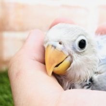 あの人気カラーが再び！　ボタンインコ　シロ　Ｒ４　１１／９撮影