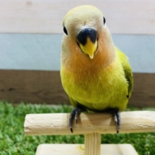 最新画像有り☆深いグリーンが可愛いんですっ！コザクラインコのオリーブオパーリン！