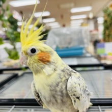 ちょっと変わったオカメちゃんはいかが？♪オカメインコ(パールパイド)