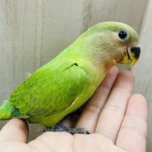 最新画像になりますよ‼️マスカット色みたい‼️綺麗な緑！　コザクラインコ　オパーリン