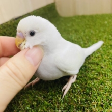 最新画像になりますよ‼️先どり冬カラー❄️ セキセイインコ　ダブルファクター
