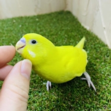 1人餌です‼️最新画像になりますよ〜♪おメメは黒！！檸檬色が素敵なセキセイインコ　ダブルファクターイエロー