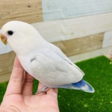 もうべたなれ⁉︎小桜インコ♂【パリッドブルーシナモン】