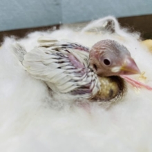 シルバーに赤目がかっこいい！シルバーイノ文鳥！