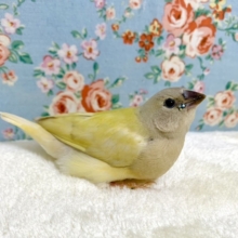 コキンチョウ　イエロー💛  １１/２４