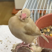 最新画像更新☆シナモン文鳥立派に成長中！