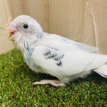 ☁️空色セキセイさん☁️ちょっぴり黒模様が魅力的！　セキセイインコ　パイド