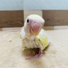 淡く優しい色合いのコザクラインコ♪モリモリ食べて成長中！！