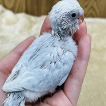 元気いっぱいな子がやってきた！！！セキセイインコ(ライラック)ヒナ