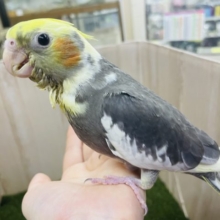 最新画像になりますよ‼️キラキラおメメにすいこまれちゃう！(*´∇｀*) オカメインコ　パイド