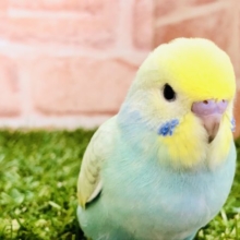 【セキセイ大集合！！】セキセイインコ　パステルレインボー入舎です　R4.11/6 撮影