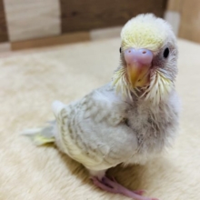 淡いシナモンカラーが素敵です♡セキセイインコイエローフェイスシナモンオパーリン！