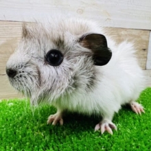 グレー✖️ホワイトの巻毛モルモットくん！