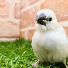 シルバーがやってきた　シルバー文鳥　R４　１１／２撮影
