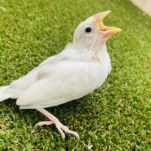最新画像になりますよ‼️元気に鳴いちゃうんだよ‼️うっとりしちゃう 白文鳥