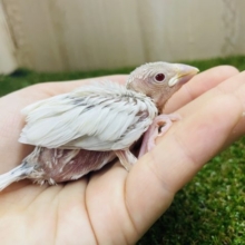 必見！レアカラー✨　久々にきてくれました〜　シルバーイノ文鳥