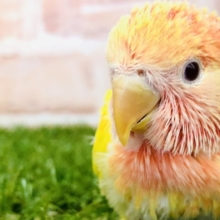 頭真っ赤な派手インコ　コザクラインコ　ルチノーオパーリン　Ｒ４　１１／９撮影