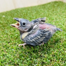 お腹が空いたらご飯は遠慮なく！！　桜文鳥　