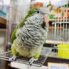 最新画像＆動画更新☆あまあま💛オキナインコ（グリーン）　2022年8月生まれ