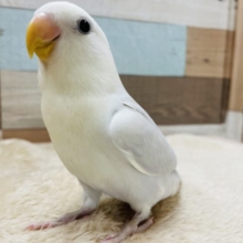寄ってきてくれてカキカキできます！コザクラインコのダイリュートブルーバイオレットシナモンオパーリン！