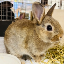 ぱっちりおめめの活発ボーイ☆ミニウサギ（チェスナット）