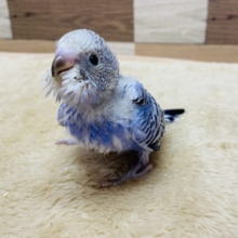 最新画像有り☆定番人気カラー！！セキセイインコオパーリン♪