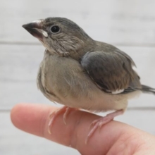 最新画像あり！　これからの成長楽しみ～🐣　桜文鳥