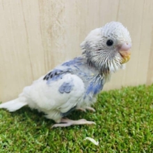 ホワイト多め！！ちょっぴり模様が印象的！　セキセイインコ　パイド