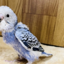 元気いっぱいな子！！セキセイインコ(オパーリン)ヒナ