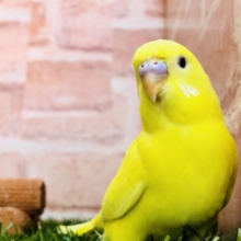 【セキセイ大集合！！】セキセイインコ　ルチノー入舎です　R4.11/6 撮影