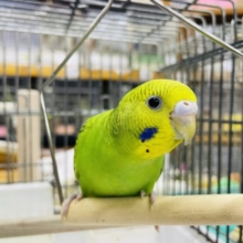 1人餌です‼️最新画像になりますよ✨えーがおで！いーいかお！　セキセイインコ　オパーリン