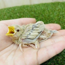 お待たせしちゃいました。待ってましたシナモン文鳥さん！！