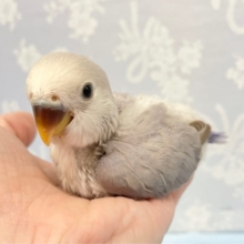 美❤️コザクラインコ(バイオレット)  2022年10月生まれ