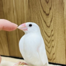 【最新画像更新！！】何気に正面ふぇいすがハマります☆　白文鳥～～