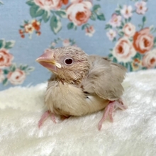 シナモン文鳥🌿‬   11/22
