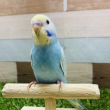 最新画像有り！愛嬌のある可愛いコっ♪セキセイインコのレインボー！
