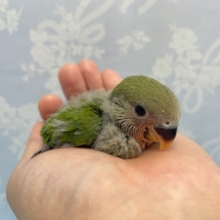 かわいい💛小桜インコ（ノーマル）２０２２年１０月生まれ