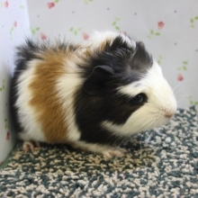 新入舎！クレステッドモルモット①