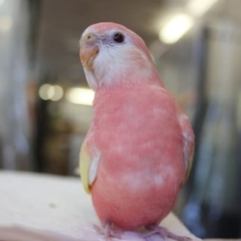 絵になります…手乗りアキクサインコ（ルビノー）さん🌸💛