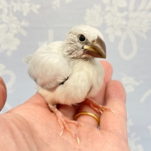元気いっぱい💛シルバー文鳥　２０２２年１０月生まれ
