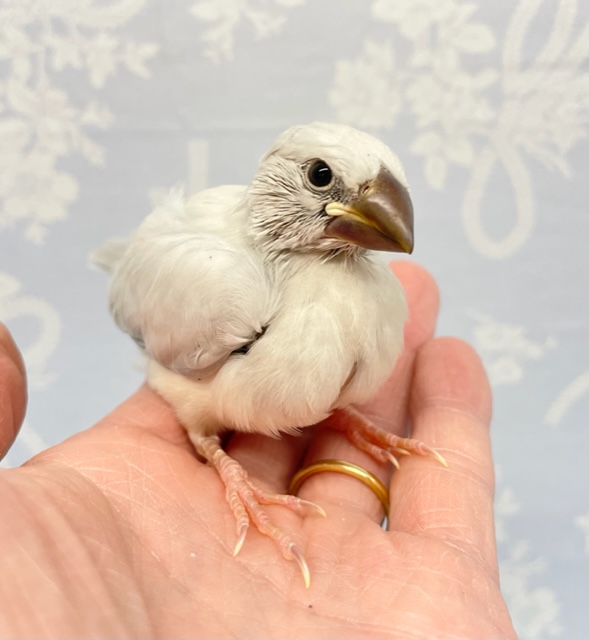 元気いっぱい💛シルバー文鳥　２０２２年１０月生まれ