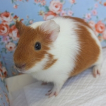 マズル長めなの💛イングリッシュモルモットくん男のコ💛♂
