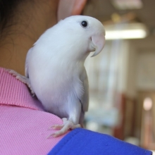 イイお色です💙手乗りコザクラインコ(パリッドバイオレット)
