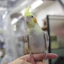 まんまるむちむち♪手乗りオカメインコ(シナモンパイド)