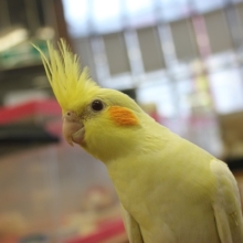 ヒナご飯卒業💛手乗りオカメインコ(ルチノー)