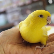 目を引く黄色💛サザナミインコ(ルチノー)ヒナちゃん🍋