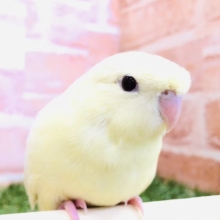 人気のマイペース鳥　サザナミインコ　クリーム　R４　１１／１９撮影