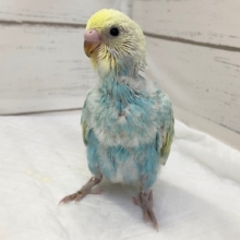 セキセイインコ（パステルレインボースパングル）　綺麗なグラデーション！